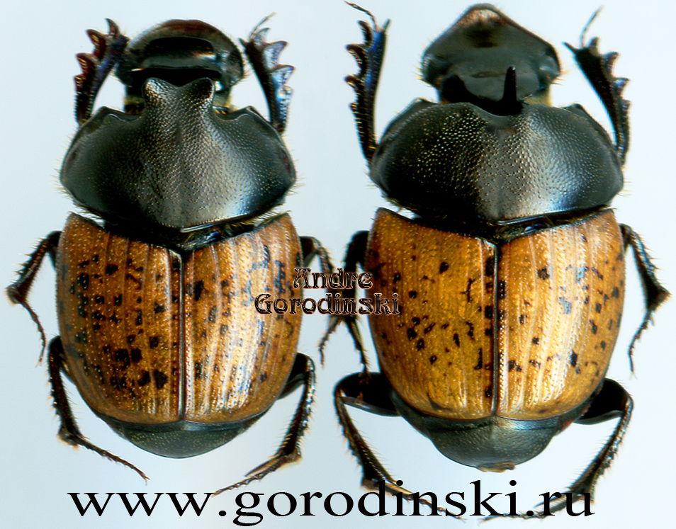 http://www.gorodinski.ru/copr/Onthophagus gibbulus ssp..jpg